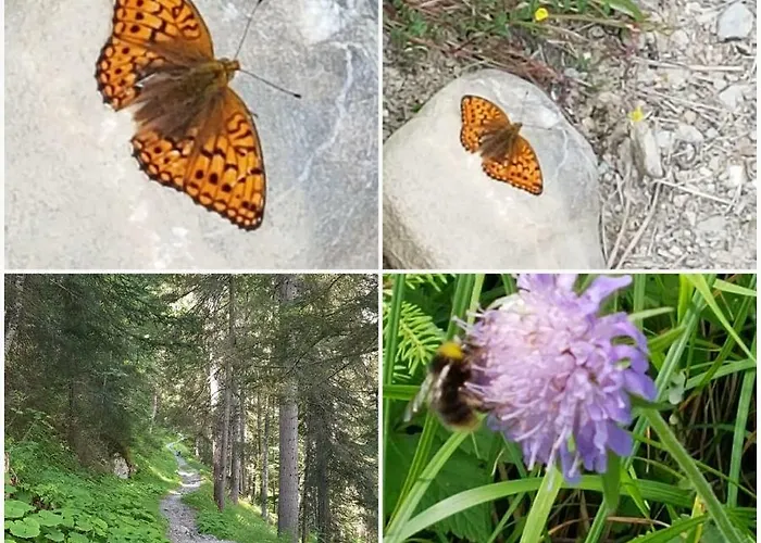 Aegerta Alte Schreinerei Tschiertschen