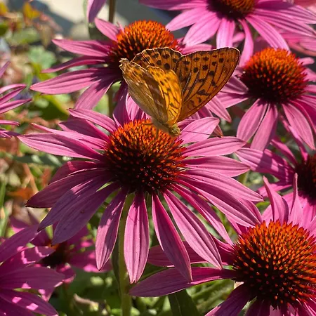 Aegerta Alte Schreinerei