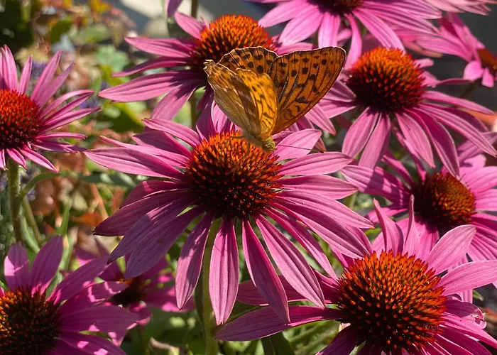 Aegerta Alte Schreinerei